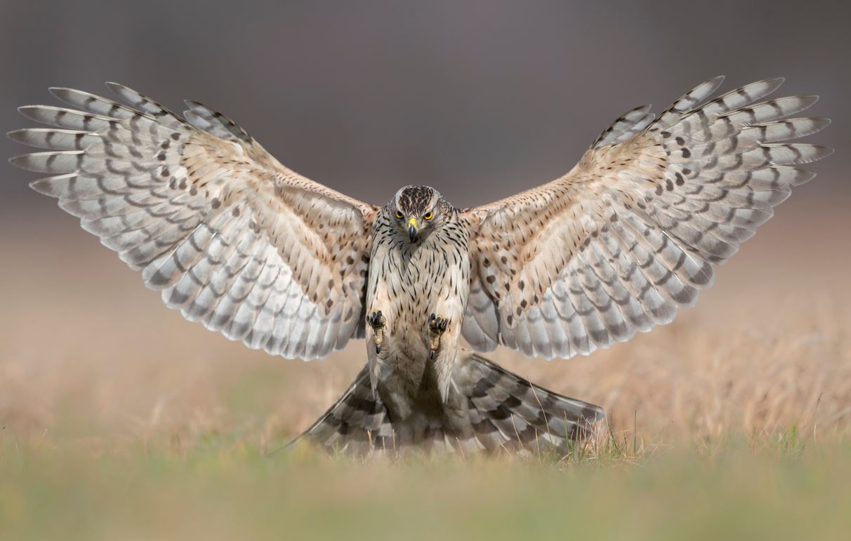 A Kettle of Hawks Kingswood Advice every step of the way