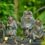 Monkey Time